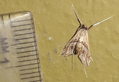 Lineodes interrupta
