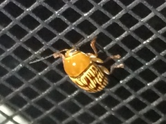 Cryptocephalus fulguratus