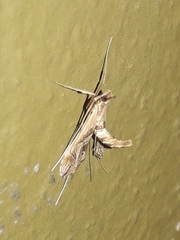 Lineodes interrupta