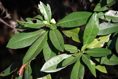 Gordonia lasianthus