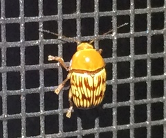 Cryptocephalus fulguratus