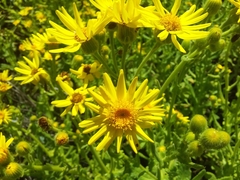 Senecio selloi
