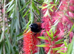 Spermestes bicolor nigriceps
