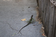 Iguana iguana