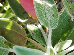 Chrysolina americana