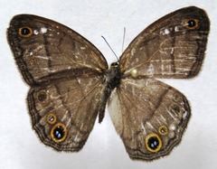 Cissia pompilia