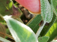 Chrysolina americana