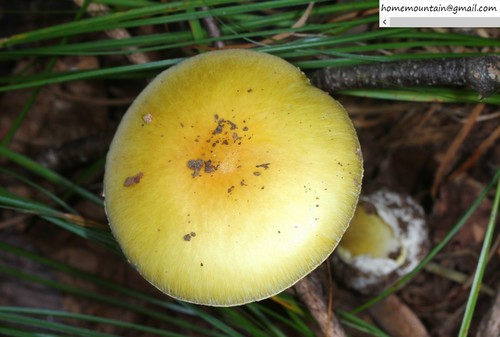 East Asian Death Cap