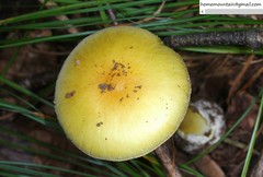 Amanita subjunquillea