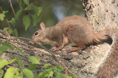 Sciurus carolinensis