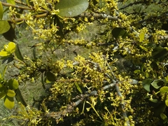 Daphnopsis racemosa