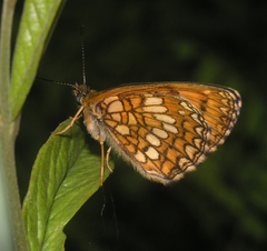 Melitaea ambigua