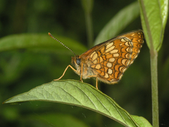Melitaea ambigua