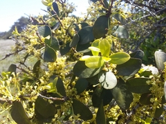 Daphnopsis racemosa
