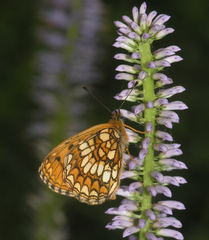 Melitaea ambigua