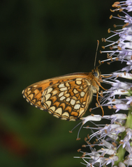 Melitaea ambigua