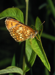 Melitaea ambigua