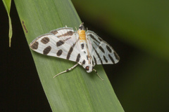 Pycnarmon jaguaralis