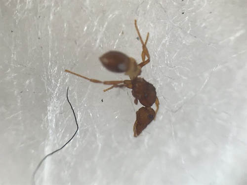 Strumigenys ornata