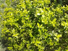 Daphnopsis racemosa