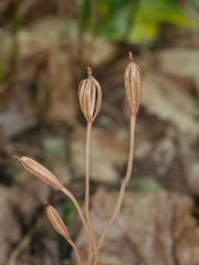 Didymoplexis micradenia