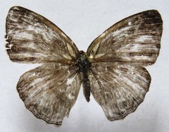 Cissia