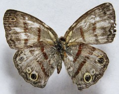 Cissia