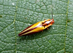 Semiotus intermedius