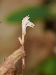 Didymoplexis micradenia