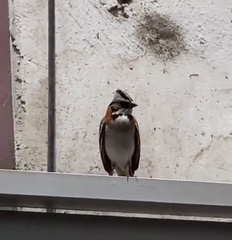 Zonotrichia capensis