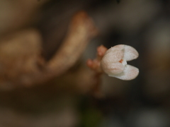 Didymoplexis micradenia