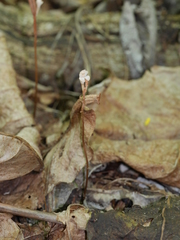 Didymoplexis micradenia