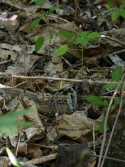 Didymoplexis micradenia