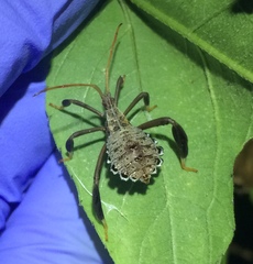 Acanthocephala femorata