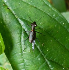 Odontocheila chrysis