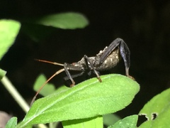 Acanthocephala femorata