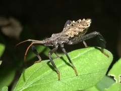 Acanthocephala femorata