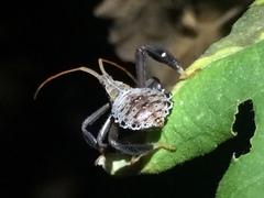 Acanthocephala femorata