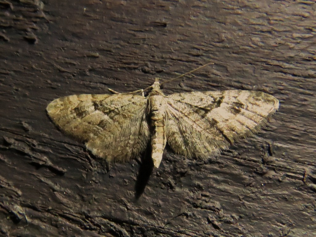 Juniper Pug