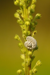 Tenthredo scrophulariae