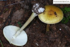 Amanita subjunquillea
