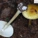 East Asian Death Cap - Photo (c) Homemountain/Shan Gui, some rights reserved (CC BY-NC), uploaded by Homemountain/Shan Gui