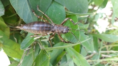 Liparoscelis pallidispina