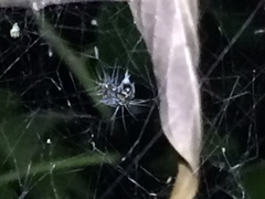 Mecynogea lemniscata