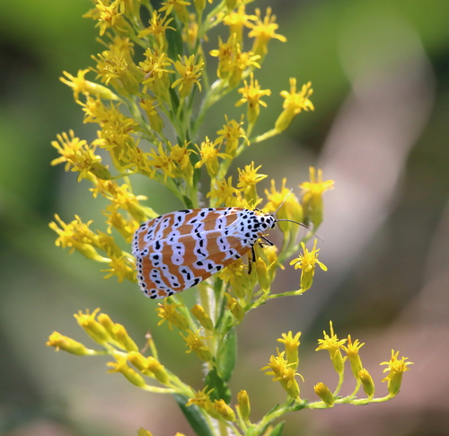 Ornate Bella Moth photo 5