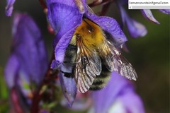 Bombus consobrinus
