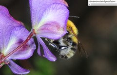 Bombus consobrinus