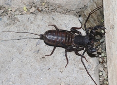 Mastigoproctus tohono