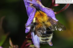 Bombus consobrinus