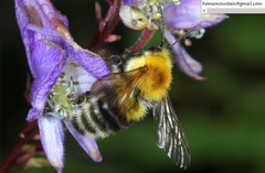 Bombus consobrinus